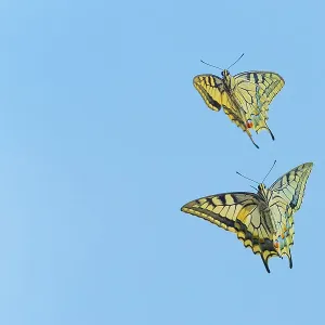 Ventral View Print of Swallowtail Butterfly in Flight Ventral View Print of Swallowtail Butterfly in Flight