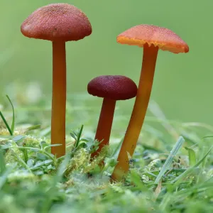 Vermillion Waxcap (Hygrocybe miniata) Group of three toadstools, Buckinghamshire