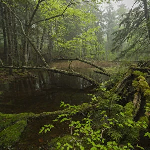 Vernal pool in the Acadian forest, New Brunswick, Canada, May