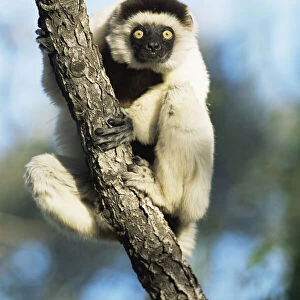 Verreauxs sifaka {Propithecus v verreauxi} Anjhamolo spiny forest Madagascar