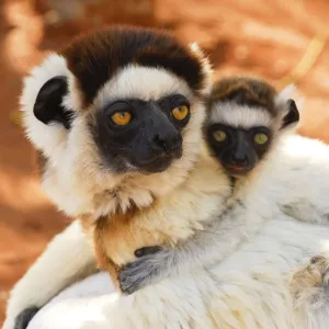 Verreauxs sifaka (Propithecus verreauxi) female carrying baby, Berenty Private Reserve