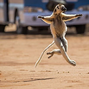 Verreauxs sifaka (Propithecus verreauxi) running across a road with bus in background