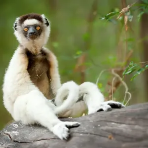 El sifaka de Verreaux (Propithecus verreauxi) sentado en un tronco en la foresta, Bosque Berenty, sur de Madagascar. En peligro crítico. El sifaka de Verreaux (Propithecus verreauxi) sentado en un tronco en la foresta, Bosque Berenty, sur de Madagascar. En peligro crítico.