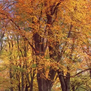 Vertical Panoramic Autumn Beech Tree Print Vertical Panoramic Autumn Beech Tree Print
