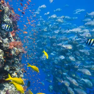 The vertical reef wall at Shark Reef, Ras Mohammed, with Scalefin anthias