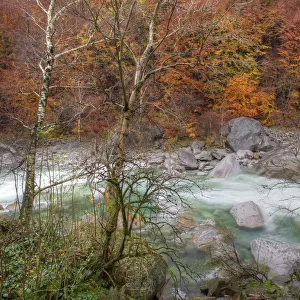 Verzasca River and autumn trees, Canton Tessin, Switzerland