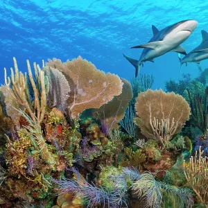 Une récif corallien vivant des Caraïbes avec deux requins de récif (Carcharhinus perezi) et des fanons de mer communs (Gorgonia ventalina) et des plumes de mer (Pseudopterogorgia sp). Jardines de la Reina, Parc national des Jardins de la Reine, Cuba. Mer Une récif corallien vivant des Caraïbes avec deux requins de récif (Carcharhinus perezi) et des fanons de mer communs (Gorgonia ventalina) et des plumes de mer (Pseudopterogorgia sp). Jardines de la Reina, Parc national des Jardins de la Reine, Cuba. Mer