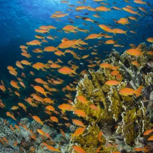 Vibrant Red Sea reef scene, with orange female Scalefin anthias (Pseudanthias squamipinnis) Vibrant Red Sea reef scene, with orange female Scalefin anthias (Pseudanthias squamipinnis)