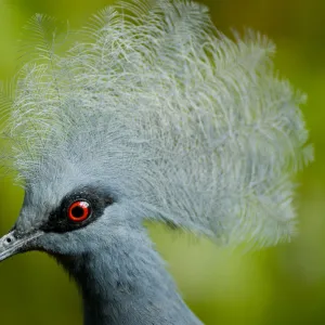 Victoria crowned pigeon (Goura victoria) head portrait, vulnerable species, captive