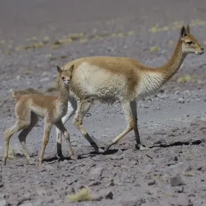 Vicuna mother with young Print, Laguna Hedionda Altiplano Bolivia Vicuna mother with young Print, Laguna Hedionda Altiplano Bolivia