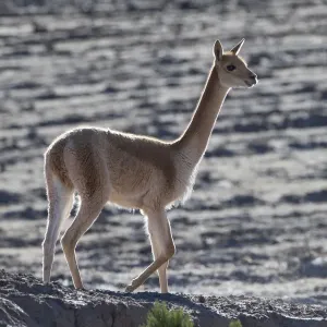 Vicuna Print: A Vicugna vicugna in Uyuni, Altiplano, Bolivia
