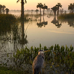 Viera Wetlands at sunrise with Great Blue Heron (Ardea herodias) in the foreground