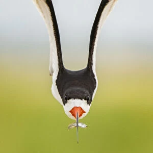 Front view of an adult Black skimmer (Rynchops niger) in flight carrying a fish