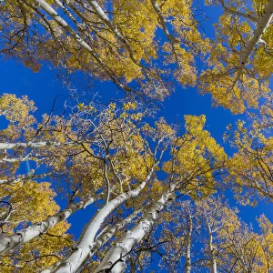 View up into canopy of Aspen (Populus) trees against blue sky in autumn, Grand Staircase-Escalante