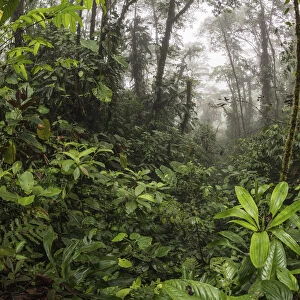 View of cloud forest in Choco region, Northwestern Ecuador