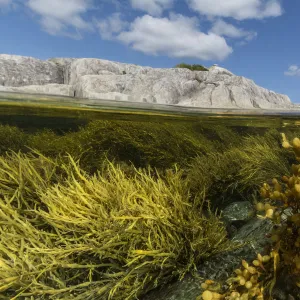 View of colorful seaweeds and rich intertidal zone around Borgles Island, Nova Scotia