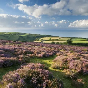 View of flowering heather, farmland and coastline near Porlock, Exmoor National Park View of flowering heather, farmland and coastline near Porlock, Exmoor National Park