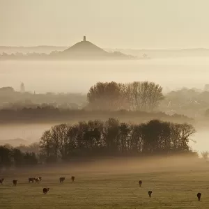 View towards Glastonbury tor from Walton Hill at dawn, Somerset Levels, Somerset