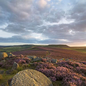 View towards Higger Tor from Over Owler Tor with heather in full bloom
