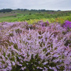 View over New Forest heathland Ling (Erica cinerea) and Bell Heather (Erica cinerea)