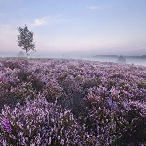 View over New Forest Ling (Calluna vulgaris) and Bell Heather (Erica cinerea) at