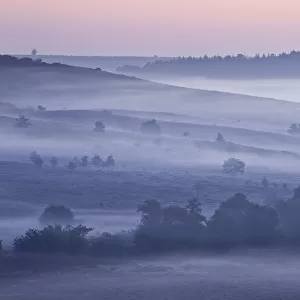 View over New Forest lowland heathland from Rockford Common at dawn