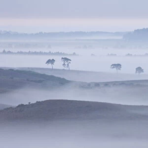View over New Forest lowland in mist at dawn. Vereley Hill, Burley, New Forest National Park