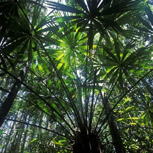 View up through Palm trees in swamp forest, Borneo, Sarawak, Malaysia