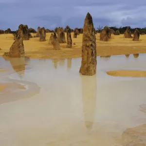 Vue de la déserte des Pinnacles après une pluie abondante, parc national Nambung, Australie-Occidentale.
