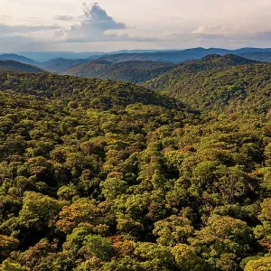 Mount Lewis Rainforest Print, Queensland, Australia Mount Lewis Rainforest Print, Queensland, Australia