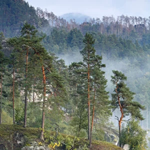 View from Rudolfuv Kamen hillside of forest in light mist, Jetrichovice, Ceske Svycarsko