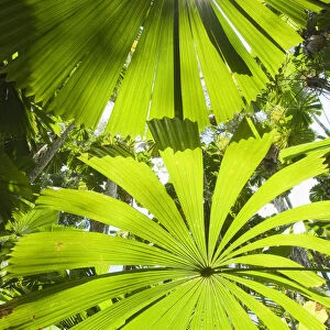 View up thorugh Licuala Fan palms (Licuala ramsayi) Licuala State Forest, Mission Beach