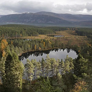 View over Uath Lochans surrounded by pine forest looking towards the Cairngorm mountains
