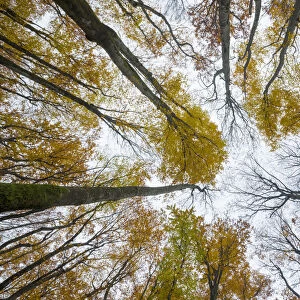 View upward to canopy of a Beech woodland (Fagus sylvatica) in autumn