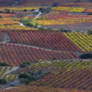 Vineyards in autumn, La Rioja, Sierra De Cantabria, Alava, Basque Country, Spain Vineyards in autumn, La Rioja, Sierra De Cantabria, Alava, Basque Country, Spain