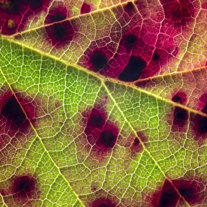 Violet bramble rust (Phragmidium violaceum) causing red colouration on Bramble leaf