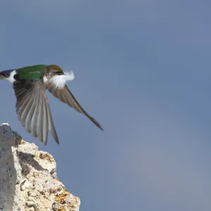 Violet-green Swallow (Tachycineta thalassina), female in flight carrying a feather for nest lining