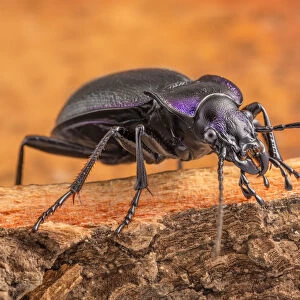 Violet Ground Beetle (Carabus violaceu) Peak District National Park, Derbyshire, UK. July