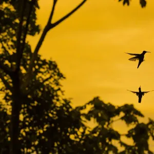 Violet sabrewing hummingbird (Campylopterus hemileucurus) male hummingbirds territorial Violet sabrewing hummingbird (Campylopterus hemileucurus) male hummingbirds territorial