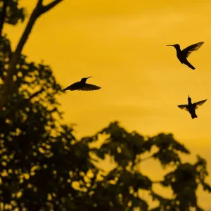 Violet sabrewing hummingbird (Campylopterus hemileucurus) males territorial fight at dawn Violet sabrewing hummingbird (Campylopterus hemileucurus) males territorial fight at dawn
