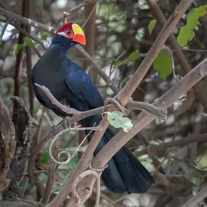 Violet turaco (Musophaga violacea) perched on branch, Brufut Forest, The Gambia Violet turaco (Musophaga violacea) perched on branch, Brufut Forest, The Gambia