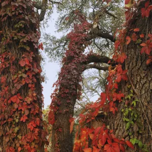 Virginia creeper (Parthenocissus quinquefolia), climbing on Live Oak (Quercus virginiana)