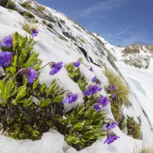 Viscid primrose (Primula latitolia) flowering in snow. Nordtirol, Austrian Alps, July