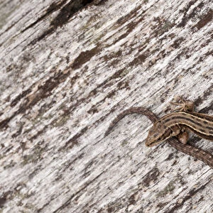 Viviparous or Common Lizard (Lacerta vivipara) basking on wood, Arne RSPB reserve