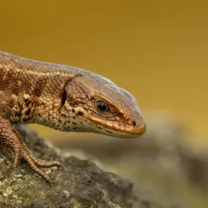 Viviparous / Common lizard (Zootoca / Lacerta vivipara) basking in the early spring Viviparous / Common lizard (Zootoca / Lacerta vivipara) basking in the early spring