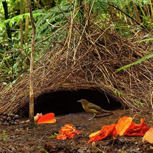 Vogelkop bowerbird (Amblyornis inornatus) male, at his bower surrounded by orange leaves and petals and other objects he has collected, Arfak Mountains, Vogelkop Peninsula, West Papua