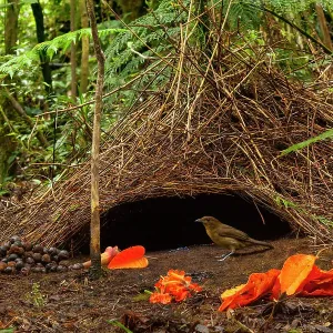 Vogelkop Bowerbird Print: Male at his bower with collected objects Vogelkop Bowerbird Print: Male at his bower with collected objects