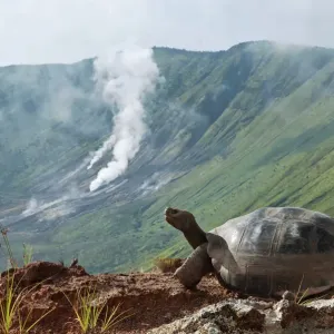 Volcan Alcedo giant tortoise print among steaming fumaroles Volcan Alcedo giant tortoise print among steaming fumaroles