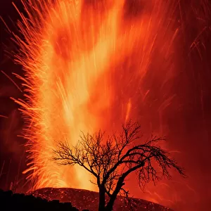 Volcanic eruption with silhouette of tree, Cumbre Vieja Volcano, La Palma, Canary Islands. September 2021