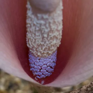 Voodoo lily (Amorphophallus bulbifer), female flowers fluroescing in UV light, male flowers above